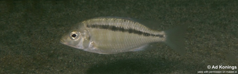 Mylochromis sp. 'ikombe' Ikombe