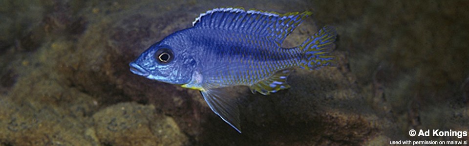 Mylochromis sp. 'lateristriga makanjila' Undu Reef