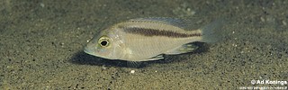 Mylochromis sp. 'balteatus mozambique' Londo.jpg