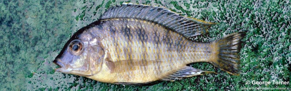 Mylochromis sp. 'deep' Maleri Island