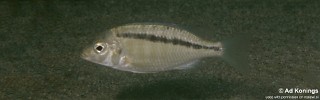 Mylochromis sp. 'ikombe' Ikombe.jpg