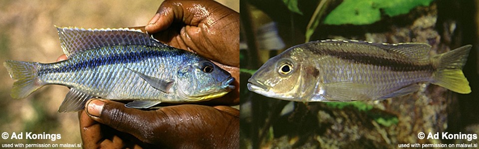 Mylochromis sp. 'kande' Kande Island