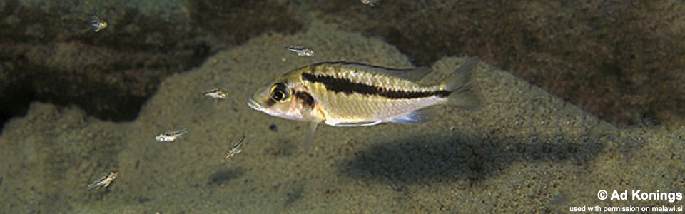 Mylochromis sp. 'lateristriga makanjila' Gome Rock