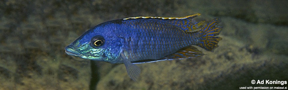 Mylochromis sp. 'lateristriga makanjila' Lundu