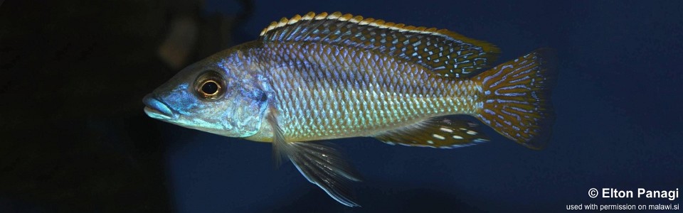 Mylochromis sp. 'lateristriga makanjila' Masinje