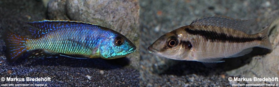 Mylochromis sp. 'lateristriga makanjila' (unknown locality)