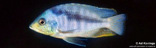 Mylochromis sp. 'mollis chitande' Maison Reef.jpg