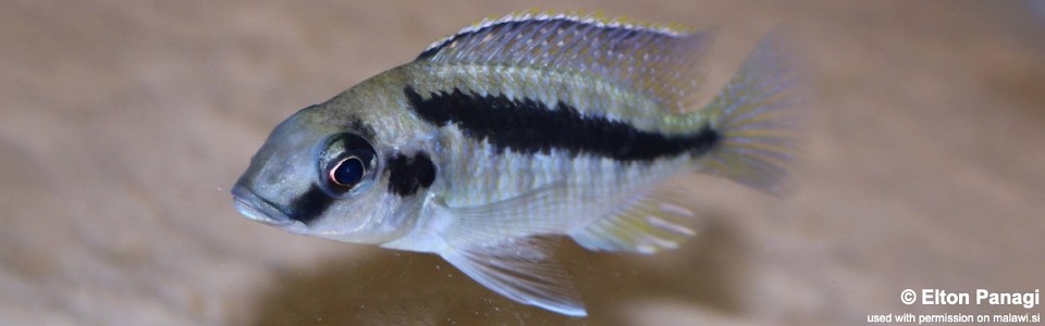 Mylochromis sp. 'mollis north' Hora Mhango