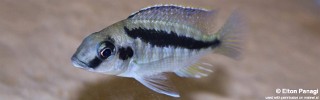 Mylochromis sp. 'mollis north' Hora Mhango.jpg