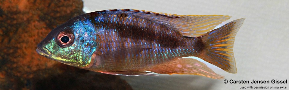 Mylochromis sp. 'three peaks' Three Peaks Reef