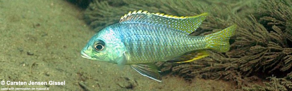 Mylochromis sphaerodon 'Chiofu'