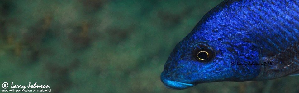 Nimbochromis linni 'Chitande Island'