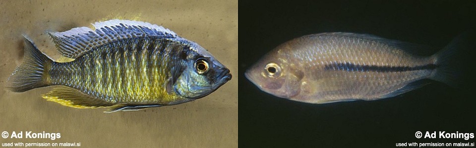 Nyassachromis boadzulu 'Crocodile Rock'