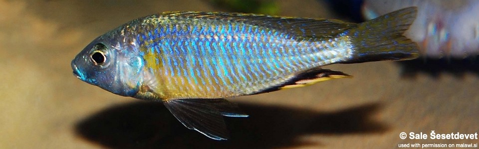 Nyassachromis purpurans (unknown locality)