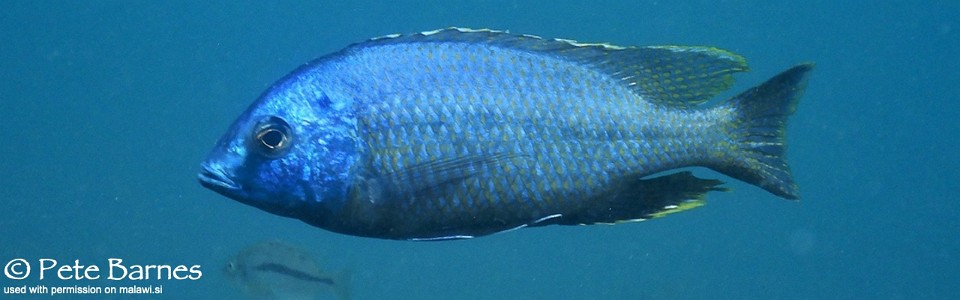 Nyassachromis sp. 'otter' Otter Island