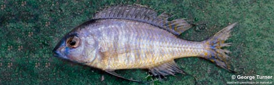 Nyassachromis sp. 'argyrosoma blue' Maleri Island