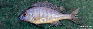 Nyassachromis sp. 'argyrosoma blue' Maleri Island.jpg