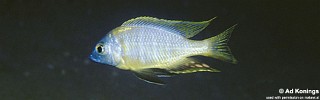 Nyassachromis sp. 'mphanga' Mphanga Rocks.jpg