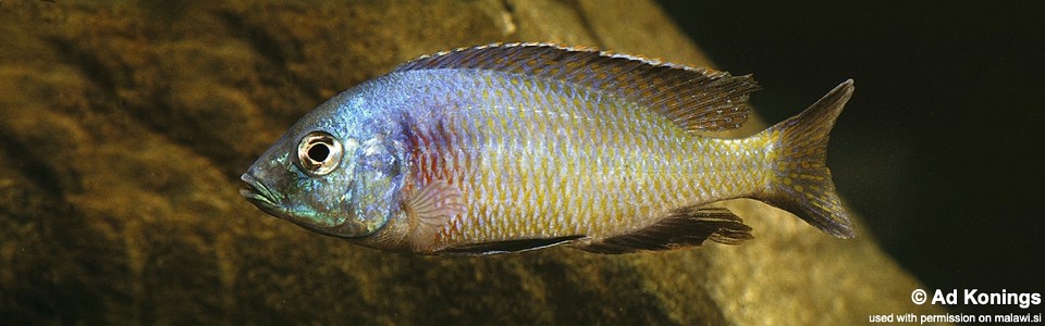 Otopharynx argyrosoma (unknown locality)