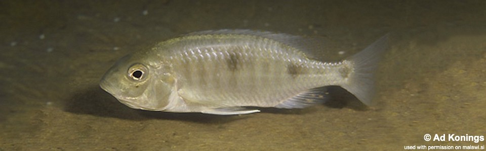 Otopharynx auromarginatus 'Mdoka'