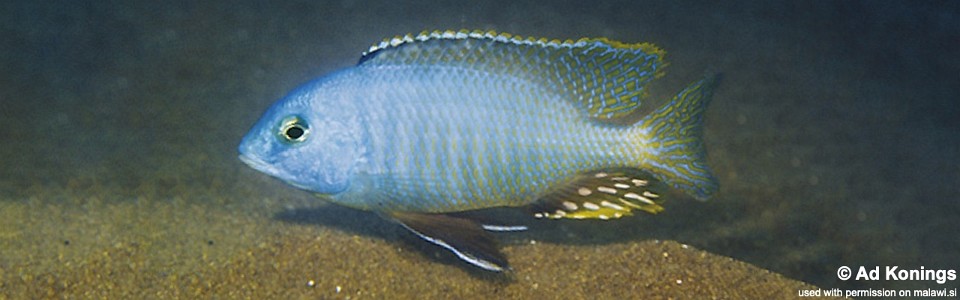 Otopharynx auromarginatus 'N'kolongwe'