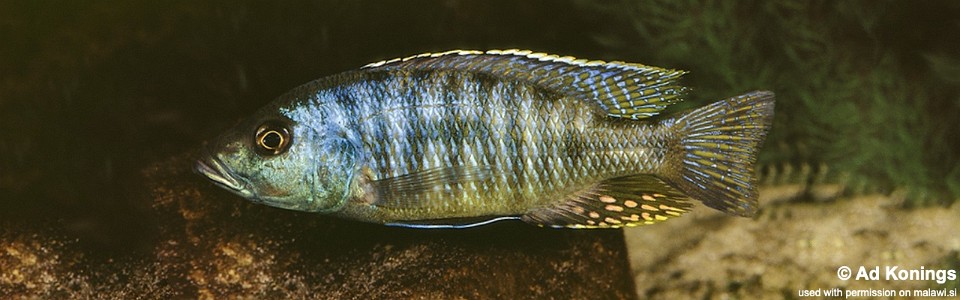 Otopharynx brooksi (unknown locality)