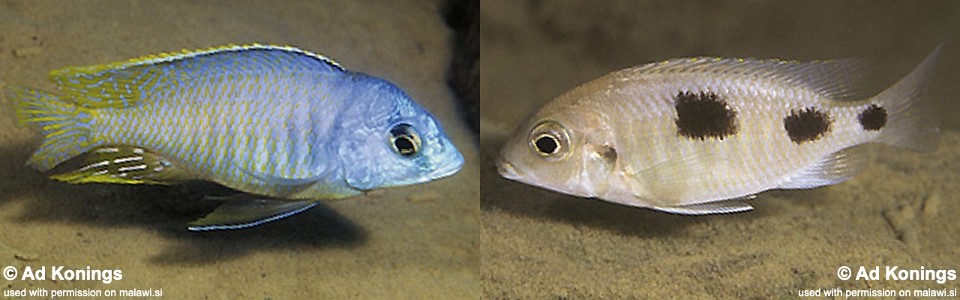 Otopharynx heterodon 'Hai Reef'