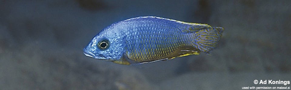 Otopharynx heterodon 'Lupingu'