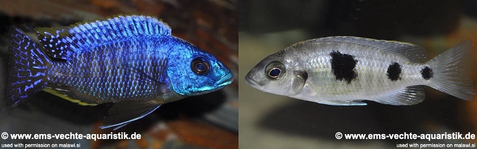 Otopharynx heterodon (Tanzania)