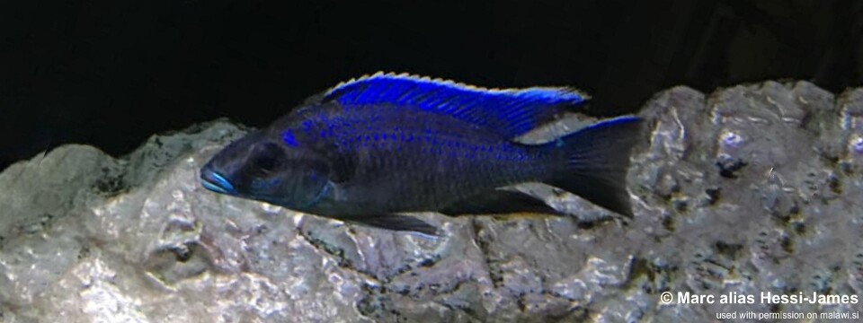 Otopharynx cf. lithobates (unknown locality)<br><font color=gray>Otopharynx walteri (unknown locality)</font> 