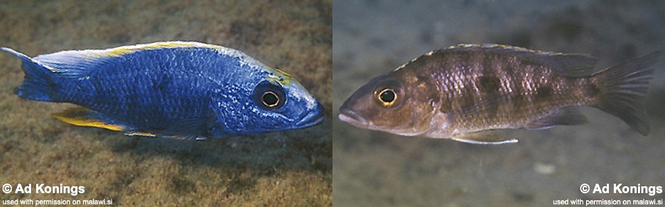 Otopharynx lithobates 'Chinyamwezi Island'