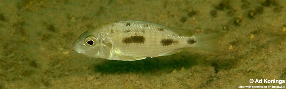 Otopharynx mumboensis 'Mumbo Island'<br><font color=gray>Protomelas sp. 'virgatus mumbo'</font> 