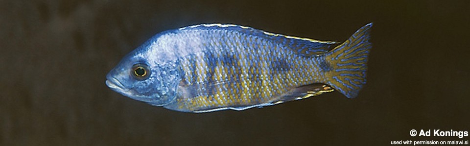 Otopharynx ovatus 'Chilucha Reef'