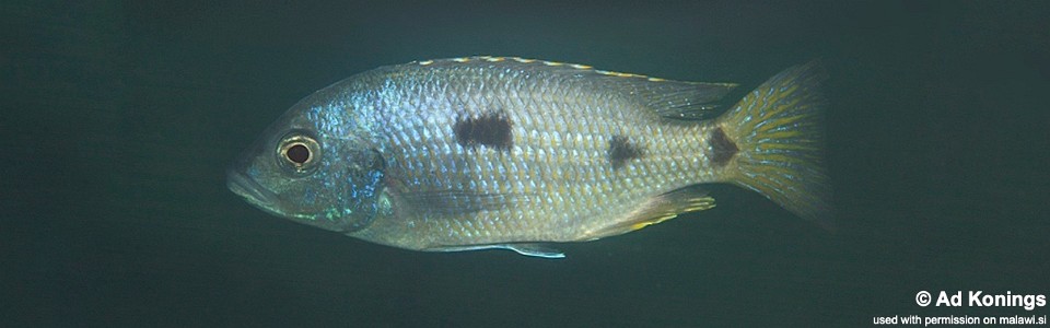 Otopharynx ovatus 'Nkhomo Reef'