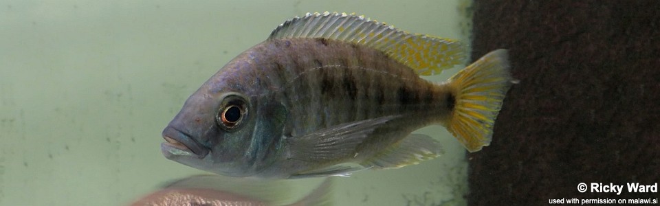 Otopharynx ovatus (unknown locality)