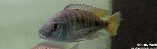 Otopharynx ovatus.jpg