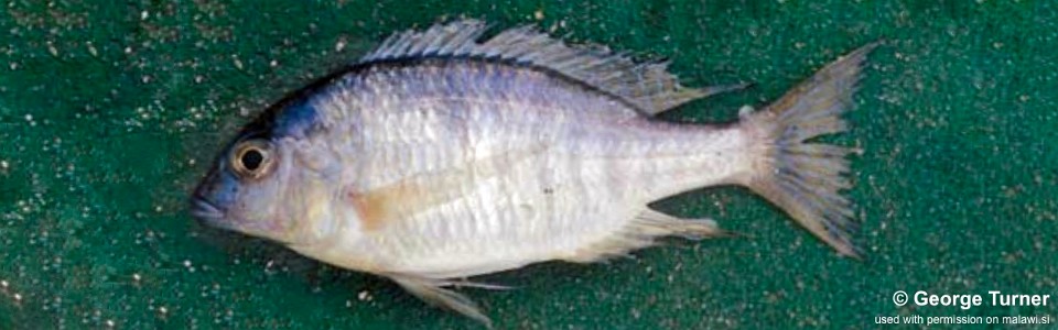 Otopharynx sp. 'argyrosoma deep' South East Arm