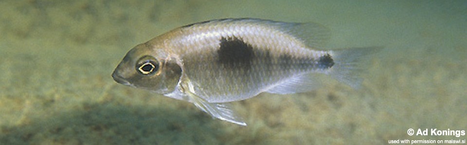 Otopharynx sp. 'auromarginatus margrette' Ndomo Point