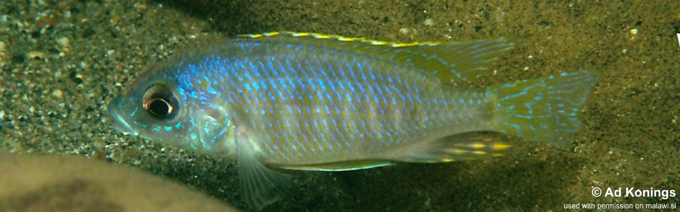 Otopharynx sp. 'heterodon ikombe' Matema