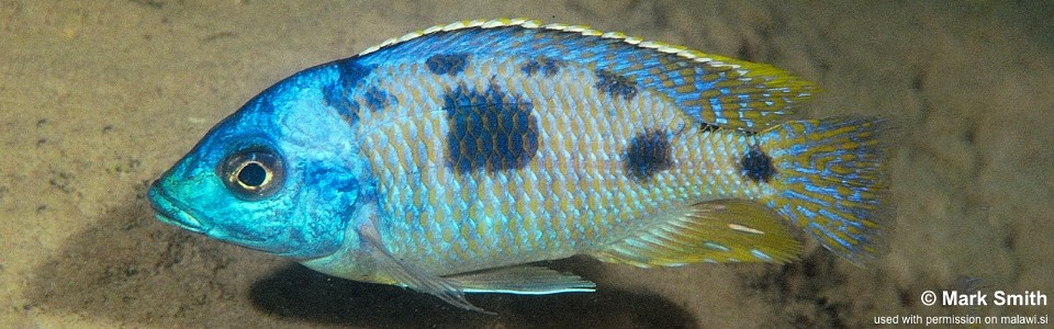 Otopharynx sp. 'heterodon nankumba' Cape Maclear