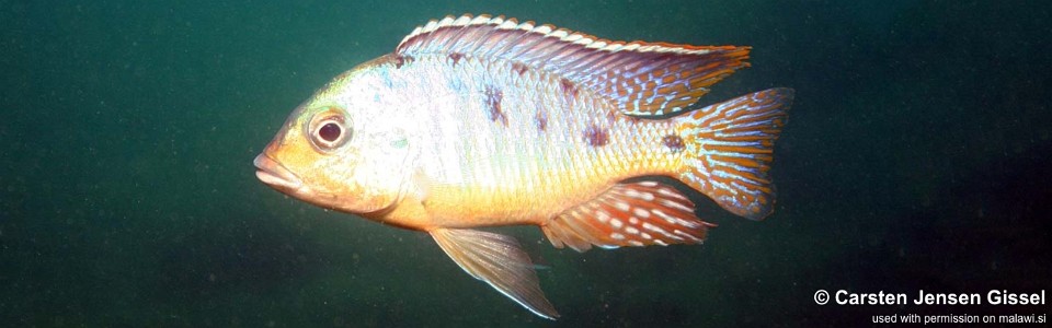 Otopharynx sp. 'spots' Nkhomo Reef