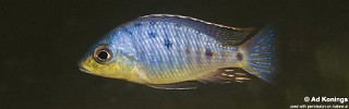 Otopharynx sp. 'spots' Chia.jpg