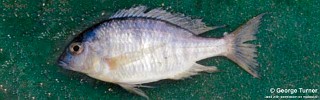 Otopharynx sp. 'argyrosoma deep' South East Arm.jpg