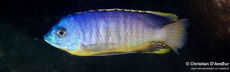 Otopharynx sp. 'auromarginatus margrette' Mbamba Islands