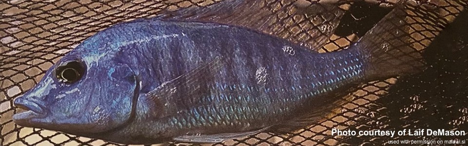 Otopharynx sp. 'blue longnose'