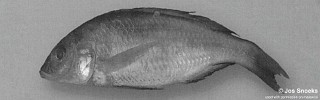 Otopharynx sp. 'elongate-spot tanzania' Lutara Reef.jpg