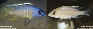 Otopharynx sp. 'golden blueface' Ikombe.jpg