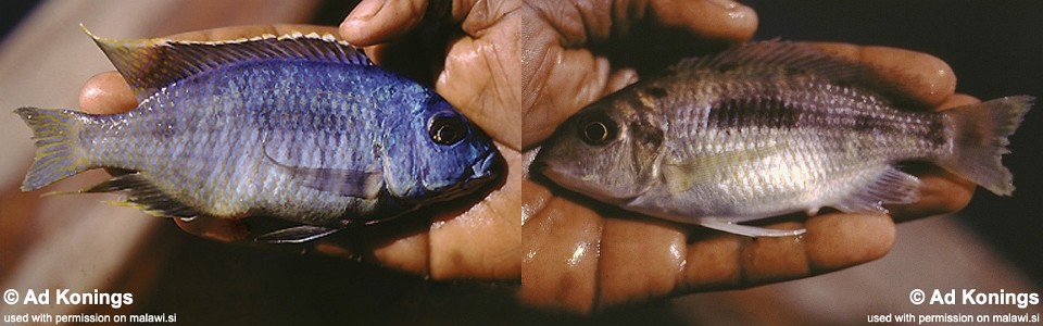 Otopharynx sp. 'heterodon likoma' Likoma Island