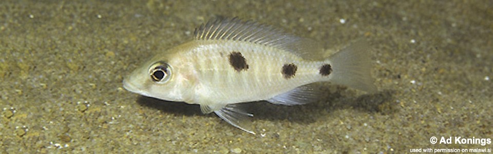 Otopharynx sp. 'heterodon longnose' Hongi Island