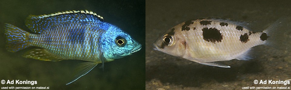 Otopharynx sp. 'heterodon nankumba' Otter Point